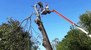 Hình ảnh nhân viên môi trường cắt tỉa cây 