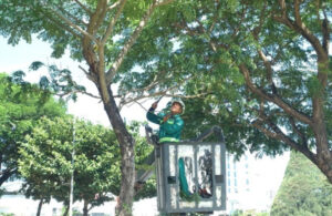 Nguyên tắc cắt tỉa cây cảnh